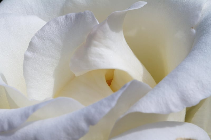 Blossom Beauties