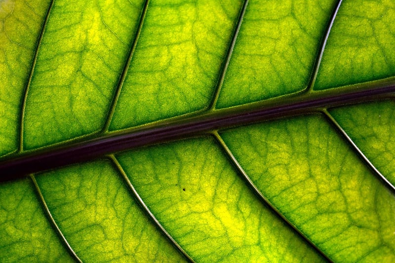 Leaf Art
